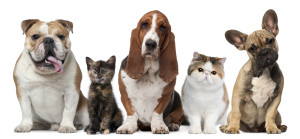 Group of cats and dogs